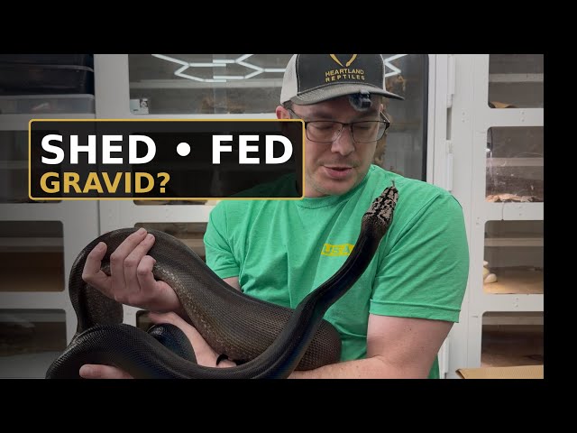 Snake Room Update: Fresh Shed, Big Meals & A Gravid Female