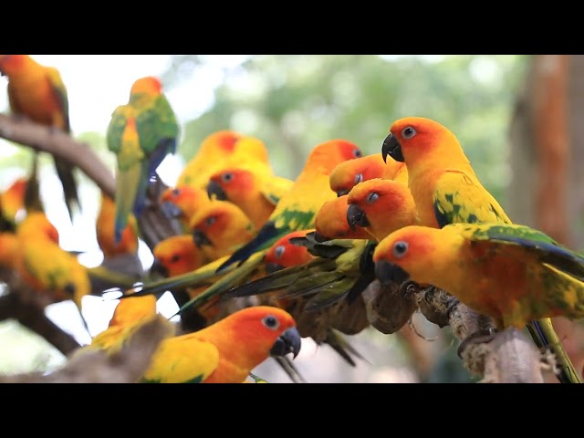 beautiful sun conure parrot | no copyright video | free footage