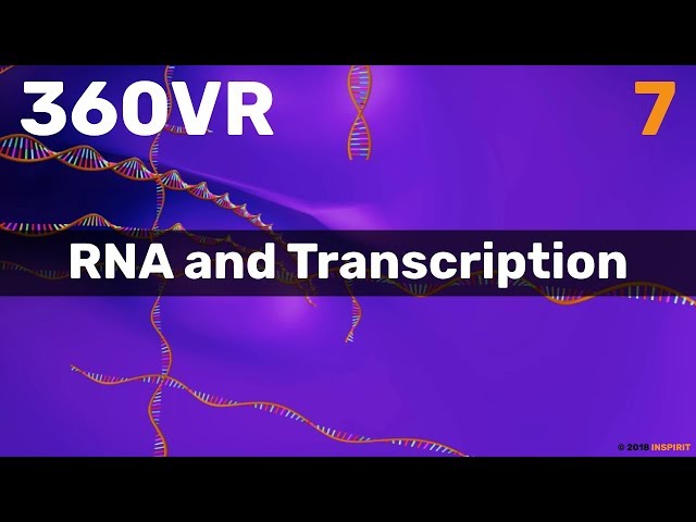 Chapter 7: RNA and Transcription