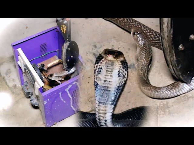Beby Cobra निकला घर के अंदर लाइट वाले स्टोपलइजर में #rescue #animalrescue #cobra 