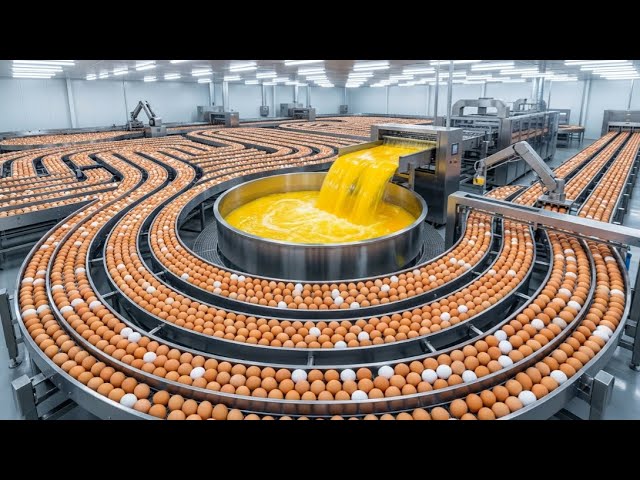 Inside an Egg Factory: Cracking 3.6 Million Eggs a Day (Full Process)