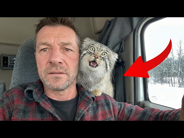 I Rescued a Wild Cat on a Highway... Now He Owns My Truck
