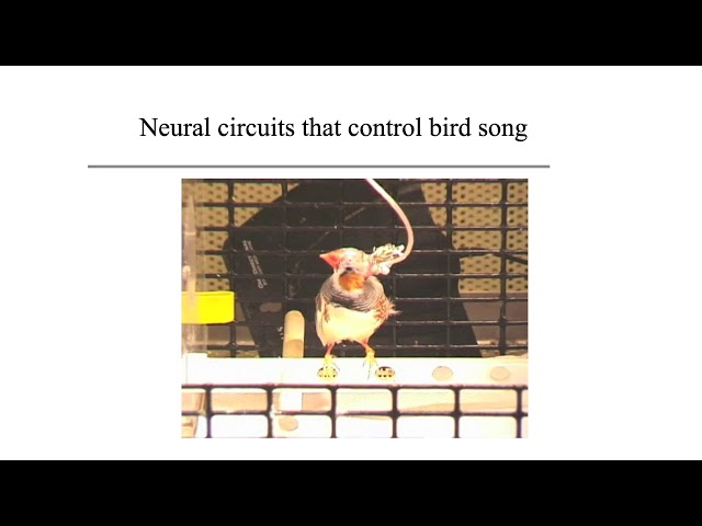1: Course Overview and Ionic Currents - Intro to Neural Computation