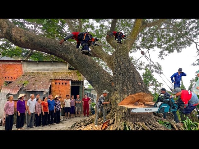 10 Loggers Almost QUIT Cutting This Monster Tree Over a House