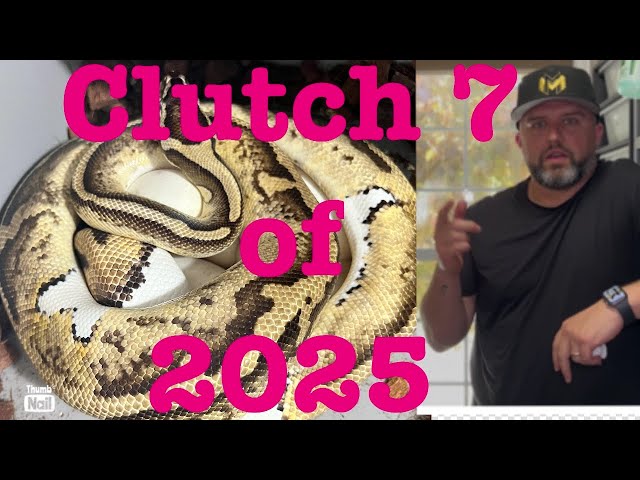 Clutch 7 of 2025! Let’s have a look.