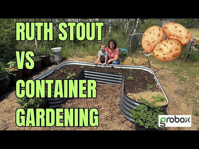 Best Method for Growing Potatoes??  🥔 Ruth Stout Method vs Container Gardening
