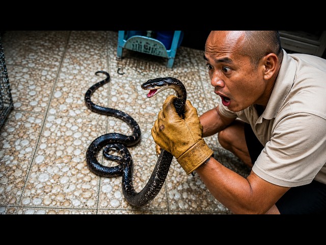 Brave Man Catches a Giant Black Snake Inside His House | Intense Snake Rescue