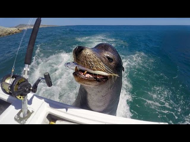 PANCHO - The Fish Begging Tourist Attraction