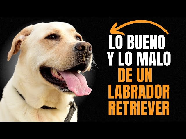 LABRADOR RETRIEVER: VENTAJAS Y DESVENTAJAS DE TENER UNO.
