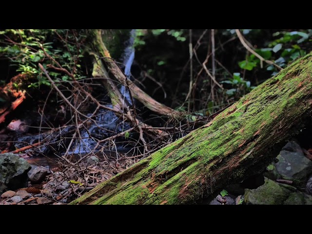 Relaxing Piano Music – Deep Sleeping, Healing Meditation & Calming River Flow Ambience