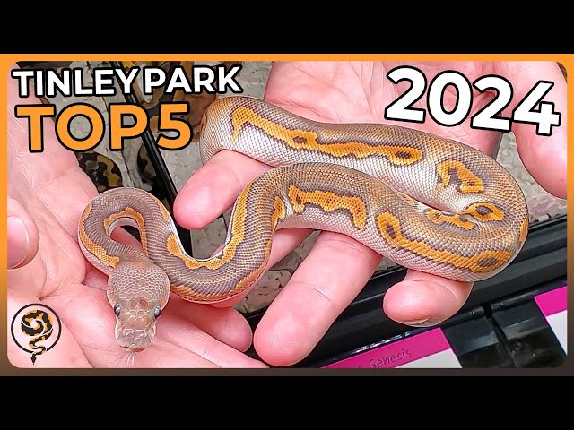 These are the TOP 5 Ball Pythons at NARBC Tinley Park October 2024!