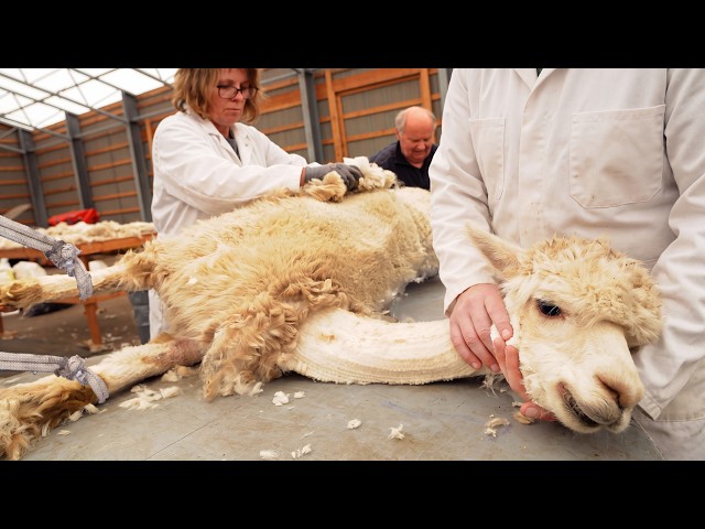 The Amazing Art of Shearing Alpacas 🦙-Processing Alpaca Wool at the Factory -Harvesting Alpaca Fiber