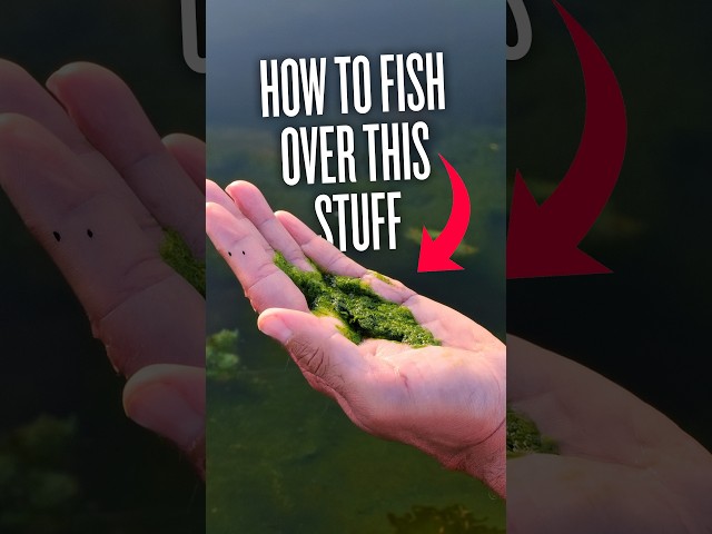 Carp Fishing Tips for Silkweed