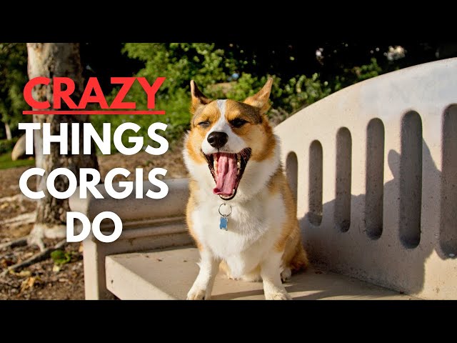 Locuras que hacen los Corgis: ¿Cómo es tener uno?