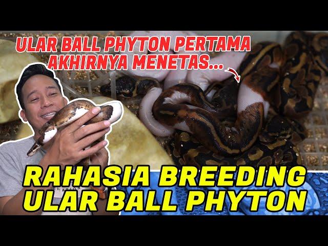 ULAR BALL PHYTON PULUHAN JUTA AKHIRNYA MENETAS.... INI RAHASIANYA!!!