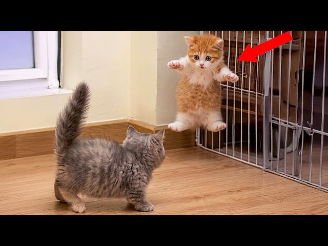DRAMATIC Cats Freaking Out at Every Little Thing! 🤣 Funny Cat Videos