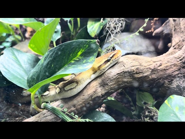 Ball Python Pastave Calico - Jay Exotics 