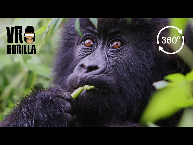 Meet The Mountain Gorillas (teaser) - 360 VR Video