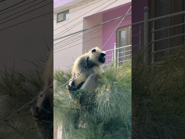 Unzaila ke sath kya hua😱🙏#trending#youtubeshorts