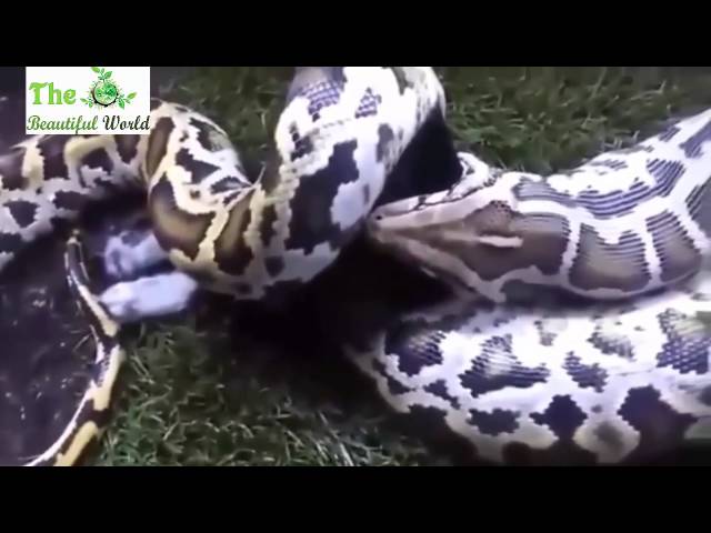 Biggest Python Snake Attacks Human | Most Amazing Wild Animal Attacks - Giant Anaconda