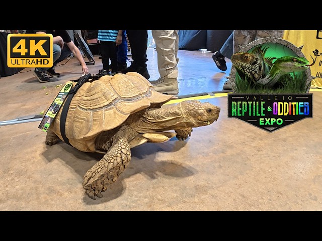 Vallejo Reptile and Oddities Expo 2026 | 4k 60fps Walking Tour