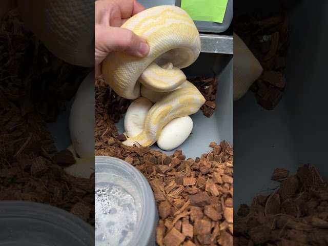 First clutch from this Black Pastel Lavender Albino!