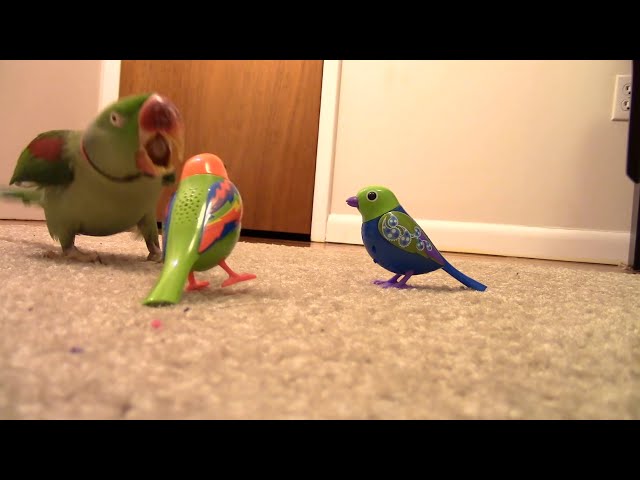 Real Bird's Reaction to Digibirds, Part 2