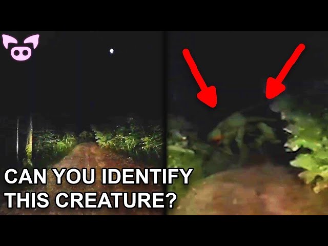 Mysterious Videos Circulating the Internet Right Now