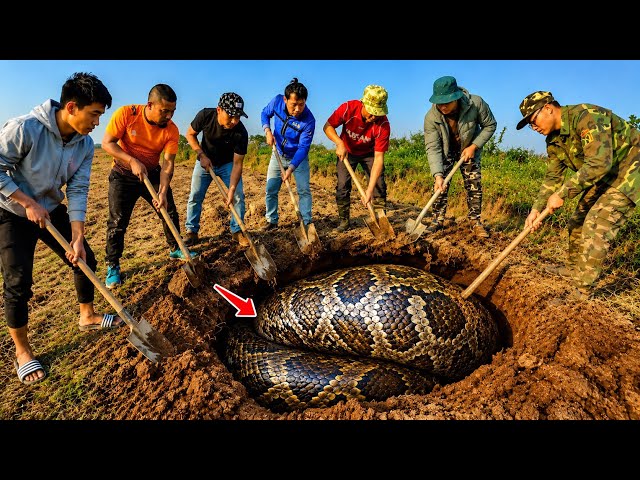 Eight brave experts captured two giant pythons with their bare hands.