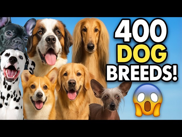 All dog breeds in the world! 🐶 ¡AMAZING!