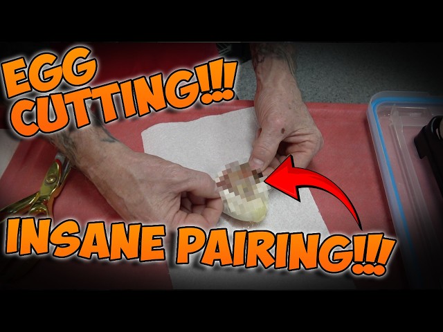 Insane Pairing EGG CUTTING