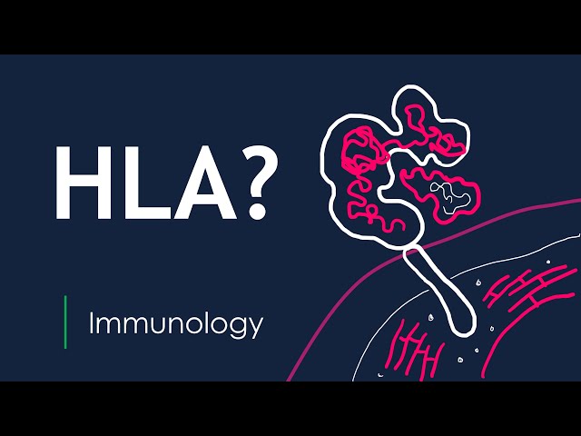 What are HLAs? How do they affect your immune system and organ transplants? | Basic Science Series