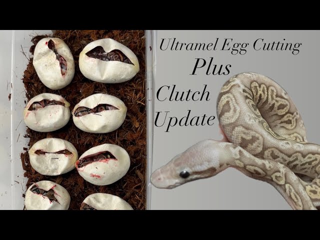 Ultramel Ball Python Egg Cutting and Update