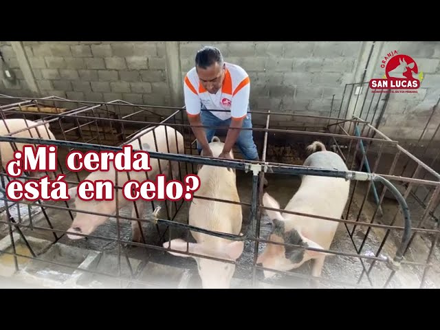 Detecting Heat in My Sows | Granja San Lucas