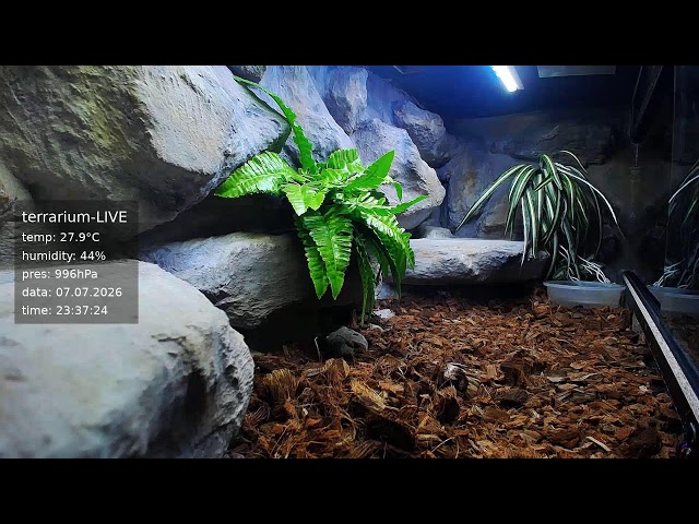 terrarium-LIVE 🔴 06/07/2026 🐍 Ball Python Regius Snake
