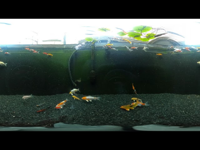 Underwater GoPro Max 360 Video using 360bubble