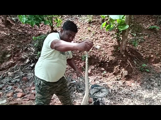 Ajgar python ka navjaat baccha Bharat ka sabse Vishal saamp