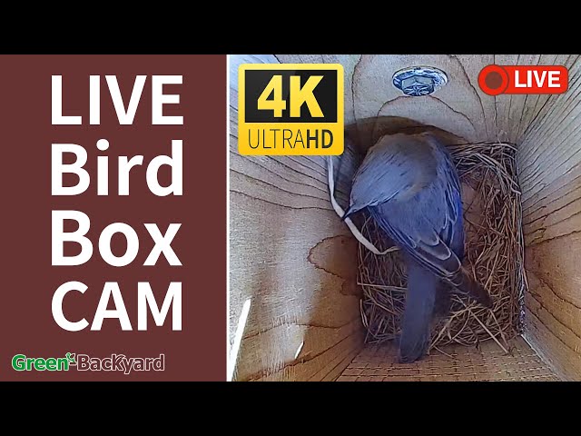 Live - 4K Bird Box Camera