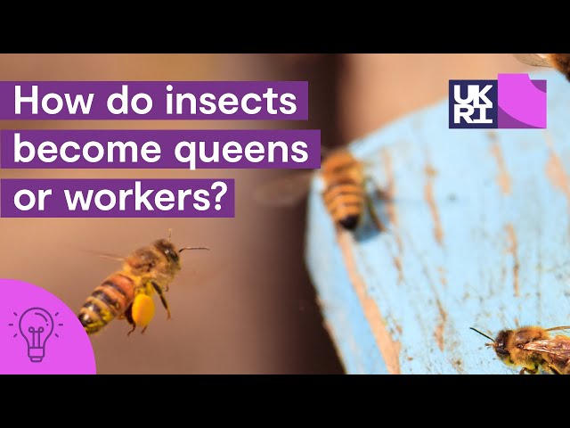 How do #insects become queens or workers? | Assigning roles and social #evolution
