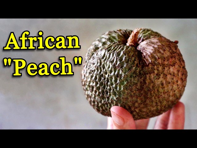 NDEA - This fruit should be everywhere... but it's not