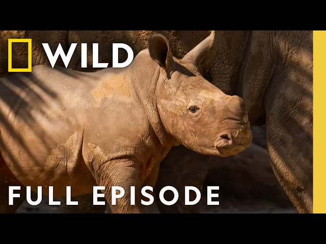 Crash Landing: Baboons, Rhinos, & More! (Full Episode) | Secrets of the Zoo: Tampa | Nat Geo Animals
