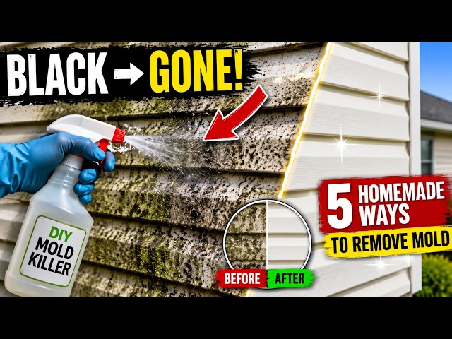 Why Your Vinyl Siding Keeps Turning Black and Green — 5 Homemade Ways to Remove Mold