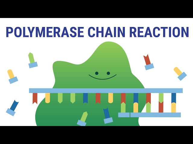 PCR explained | biology animation