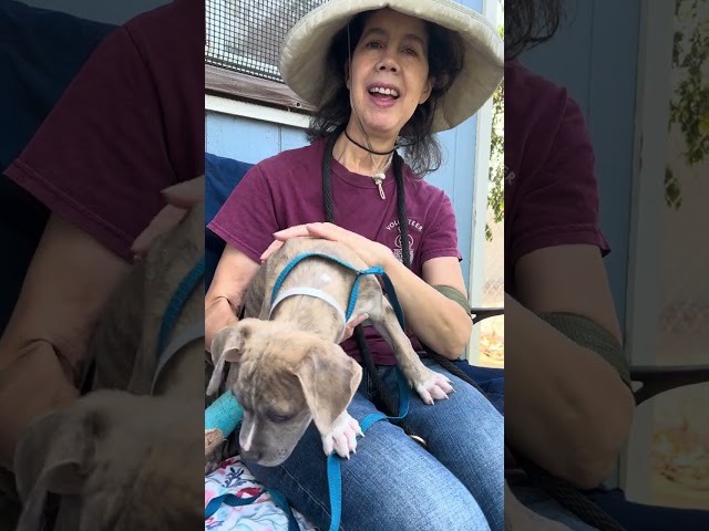 NEW A5649579 Sweetie Pie | Pitbull Mix Puppy