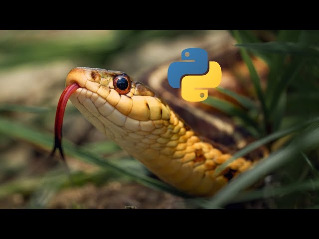 Level Up Your Python Skills
