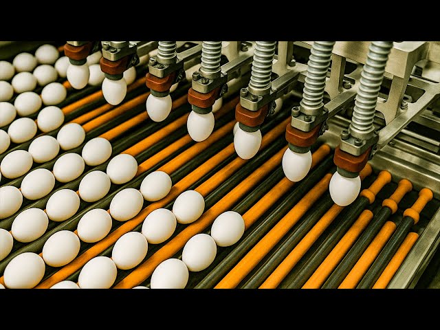 How the World’s Largest Egg Processing Plants Sort and Pasteurize Eggs