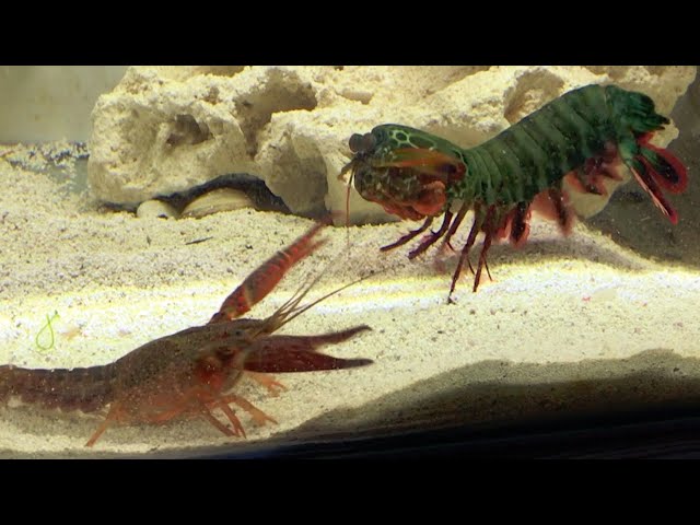 Giant Mantis Shrimp VS Invasive Crayfish | Catch & Feed