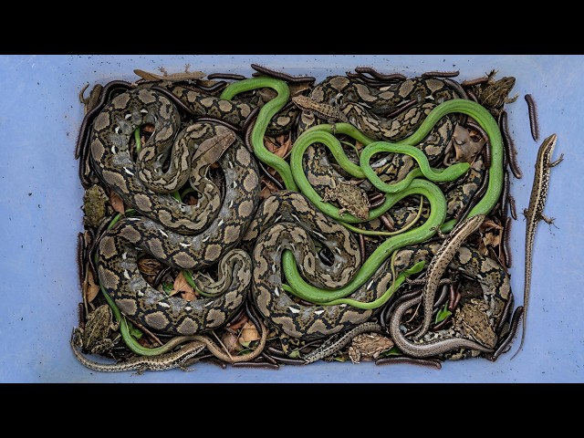 Catching snake,lizard,frog,milipede,toad that are very amazing