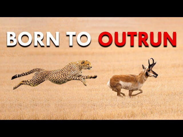 Pronghorns: The American Sprinter Born To Race Cheetahs