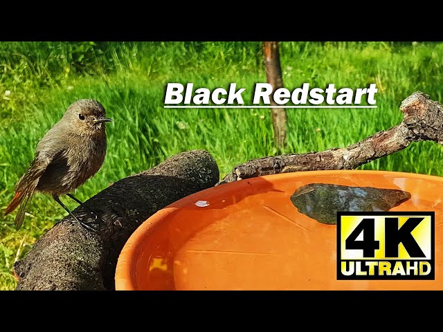 Black Redstart | Phoenicurus Ochruros | Garden Birds | BirdBath | Videos for Cats | 4K 2160p
